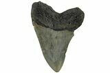 Serrated, 3.24" Fossil Megalodon Tooth - North Carolina - #200677-1
